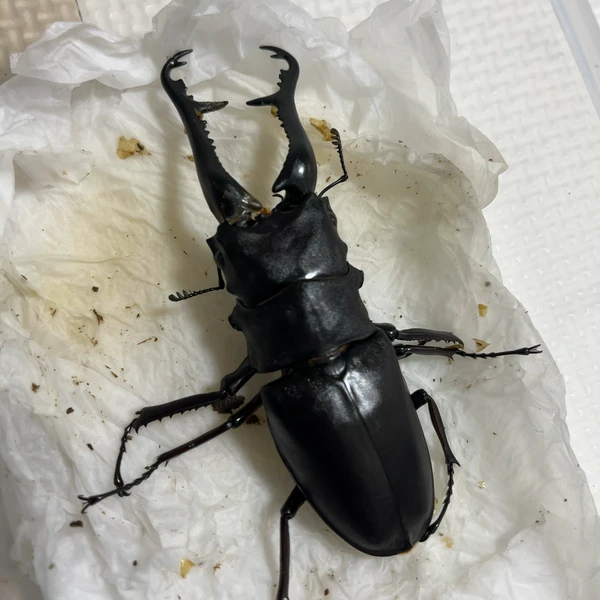 ギラファノコギリクワガタ(亜種ケイスケ) オス 成虫 105.1mm の飼育